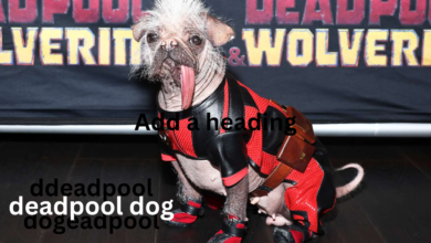 deadpool dog