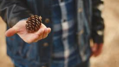 Joining Pinecone Research