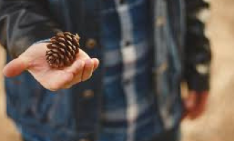 Joining Pinecone Research