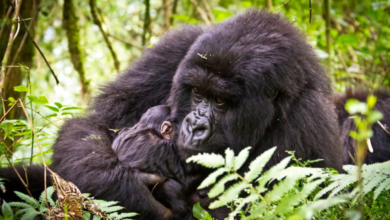 gorilla names